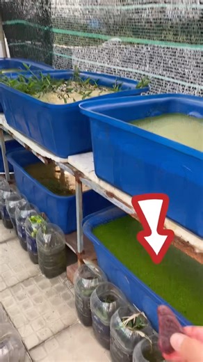 Feed your betta fish bloodworms. #bettafishtank #wildbetta