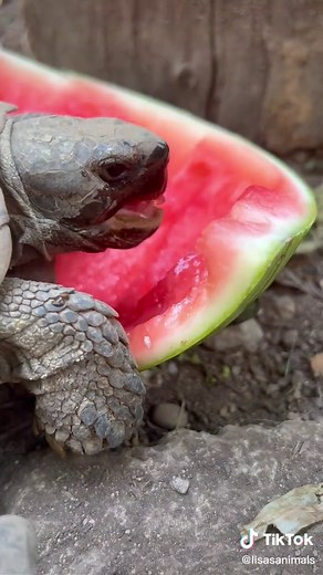 ASMR Turtle Eating Watermelon 🐢