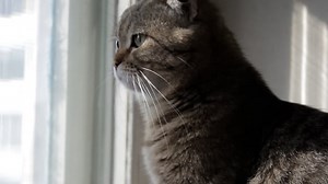 Cat, Window, Views. Free Stock Video