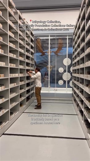 175K views · 4.5K reactions | 麗 Dive into the Museum’s collections with Ryan Thoni (@manonafishin), curatorial associate of Ichthyology, and meet the shark that inspired the Jaws movie poster! via American Natural History Museum | The Daily Jaws | Facebook
