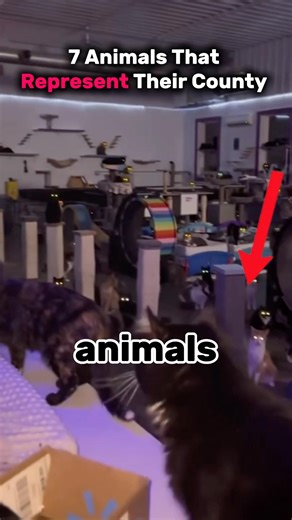 7 Animals That Represent Entire Countries 🇨🇦🦅🦁 #Wildlife #Geography #Countries #nationalanimals