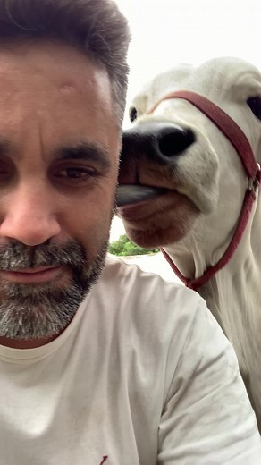 Interacting with Happy Cows in a Beautiful Rural Setting