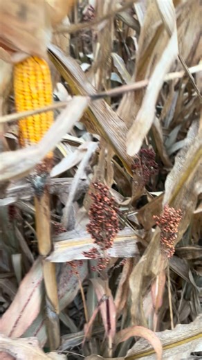JJ's Land Management Services on Instagram: "Planting sorghum in between rows of corn🌽"