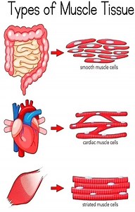 World of Biology | Types of Muscle Tissue . The 3 types of muscle tissue are cardiac, smooth, and skeletal. Cardiac muscle cells are located in the walls of... | Instagram
