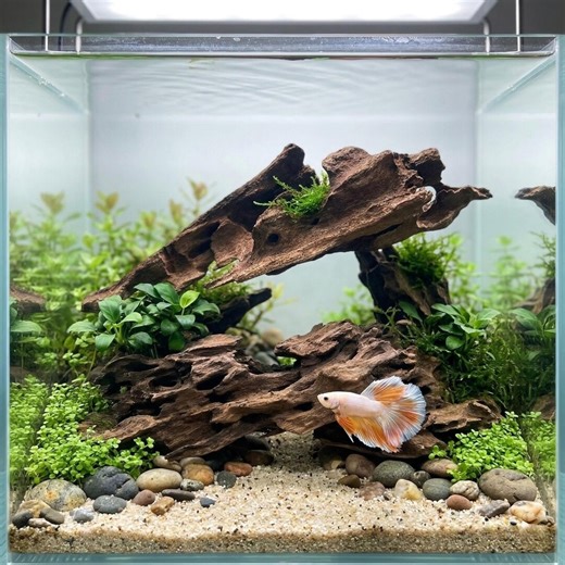 Aquarium Driftwood Natural Wood Aquascape Decor Shrimp Hide Fish Tank Decoration Aquascaping Wood Pieces - Etsy