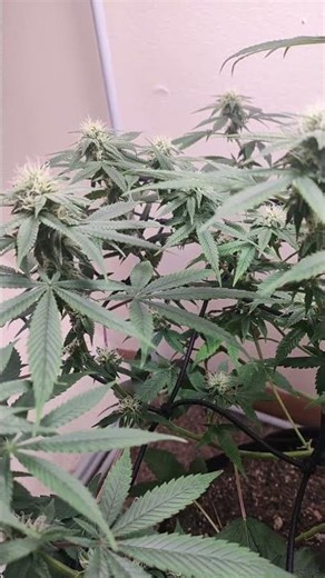 day 21 of flower in this Closet grow - Critical purple kush. from seedsman