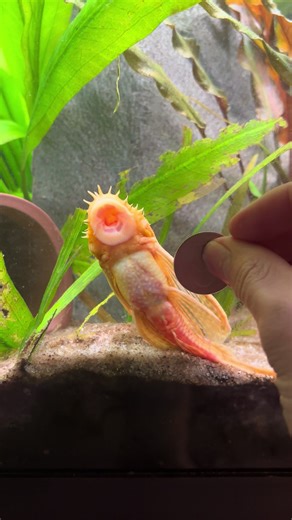 Understanding the 3 Stages of Bristlenose Plecos