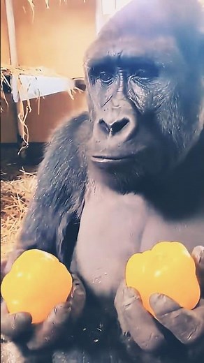 HARAMBE JUGGLES in the COSMOS #funny #monkey #rip