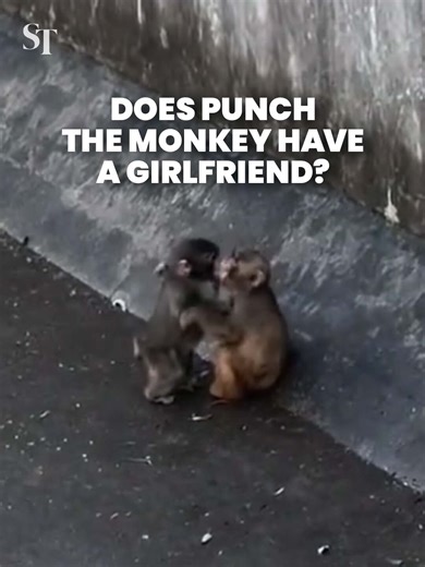 ❤️ Has Punch-kun found a girlfriend? The baby monkey has been getting help socialising with the troop from a 5-year-old female, Momo-chan. #Punch #Punchkun #Japan #Animals