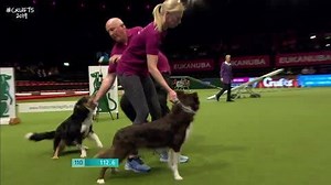 Weave! Weave! 👏👏 Natasha Wise and Pebbles show everyone how it’s done in the Crufts Team Large Final! | Crufts