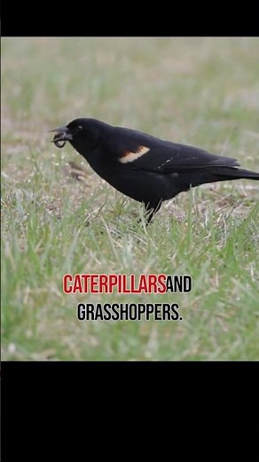 Red-Winged Blackbird Hunting in Real Time!