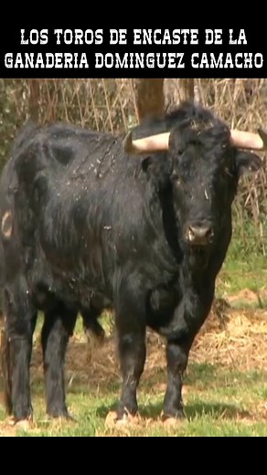 LOS TOROS DE ENCASTE DE LA GANADERIA DOMINGUEZ CAMACHO | Nuestro Campo Bravo - Toros en Directo - Toros en Vivo Hoy - Toros Para Todos - Documentales Taurinos - Toros De Lidia en el Campo - Toros de Miura en el Campo - Toros Bravos en el Campo - Tauromaquia en España - Toros en España - Toros en Mexico - Toros en Peru - Toros en Colombia - Toros en Francia - Toros en Ecuador - Toros en Venezuela #Toros #TorosTV #Documental #TorosBravos #TorosEnElCampo #TorosDeLidia | Arte Taurino TV