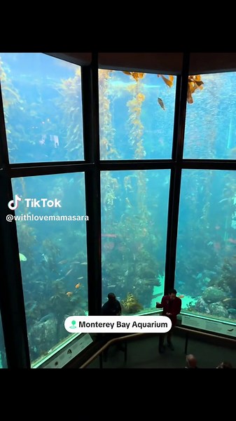 🌊🐠 Exploring the beauty of the Monterey Bay Aquarium! From mesmerizing jellyfish to playful sea otters and incredible marine life, every visit is a reminder of how amazing our oceans truly are. If you're looking for the best family-friendly attractions, ocean conservation experiences, and unforgettable things to do in Monterey, California, this iconic destination belongs on your bucket list. 🌎💙 #MontereyBayAquarium #MontereyCalifornia #OceanLife #tiktokgo #CaliforniaAdventures