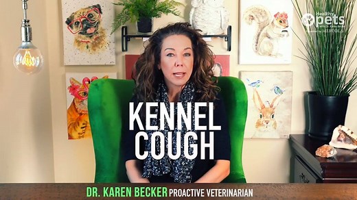 Kennel cough is highly contagious. Find out how to keep your dog safe: http://bit.ly/39zhe00 | Dr. Karen Becker