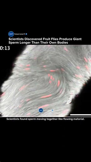 Scientists Discovered Giant Sperm Moving Like a Living System #sperm #science #technology