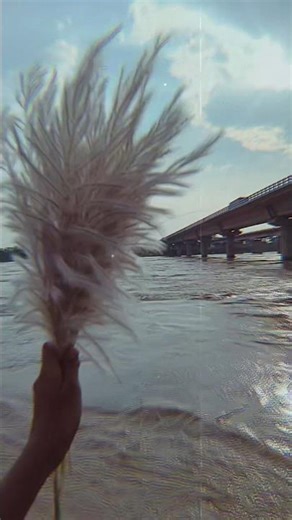 flower 💮 #bollywood #love #song #youtubeshorts #sorts #viralvideo #viral #video #videos #river