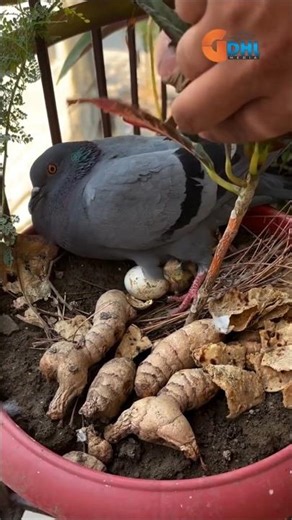 Tiny Rescue Mission Mother Bird #humanity #garden #shorts