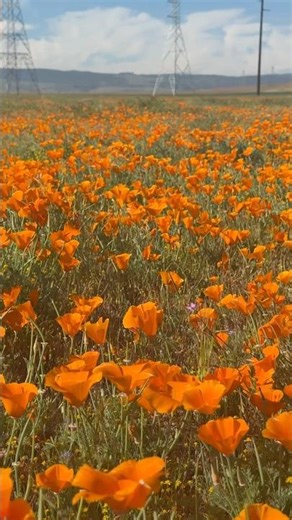 California Superbloom: Stunning Poppy Fields in Lancaster! 🌼