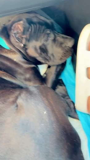 87K views · 2.4K reactions | Bane was too big for our car from the beginning  #bigbane | Raising Bane | Facebook