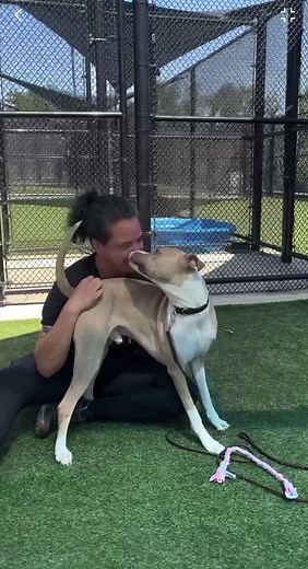 Meet Popcorn: The Playful Shelter Dog Looking for a Forever Home