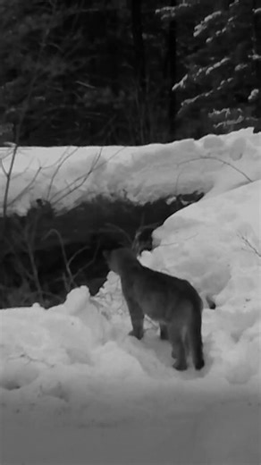 1K views · 29 reactions | Six kittens. One superhero mom. Nature: Willow: Diary of a Mountain Lion is streaming now: www.thirteen.org/programs/nature/ | Thirteen WNET New York | Facebook