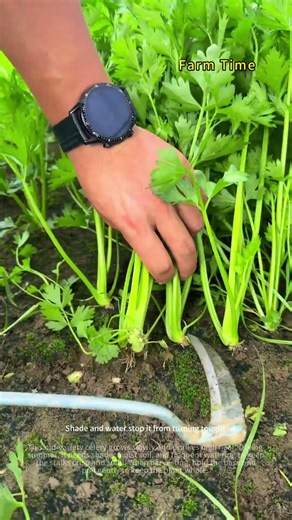 The Celery in the Garden Is Ready for Harvest. 🥬🌱