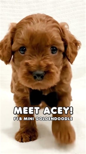 Say hello to Acey, the F1b Mini Goldendoodle boy with a rich red coat, playful charm, and a heart