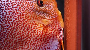 Spider Leopard Diskusfische beim Ablaichen #discus #diskus #diskusfische #discusfarm #EuropaDiscusCenter #aquarium | EuropaDiscusCenter