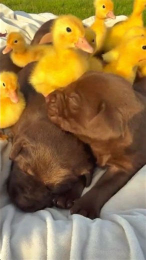 These Puppies Are Too Cute & Funny! Funniest Dog Moments You Need to See 🐶🤣🥹❤️