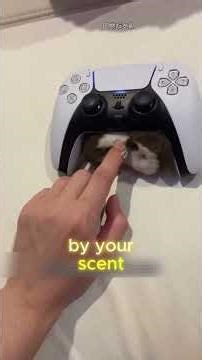 The Tiniest Carnivore Is A Snuggly Little Hunter #LeastWeasel #CuteAnimals #TinyHunter