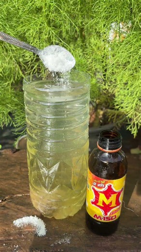 DIY Rooting Hormone from Kitchen Staples🧑🏻‍🌾 #Agriculture #RootingFormula #KitchenGarden #Farming...