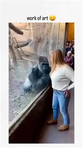 Laugh Vault | This post features a 14-second video of a gorilla hurling feces at zoo enclosure glass, creating a fan-like splatter pattern, ironically... | Instagram