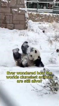Survival of the Clumsiest Why Pandas and Fainting Goats Still Exist #shorts