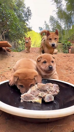 262K views · 4K reactions | The Great Sage easily solved the problem with one trick. #DogFood #ruraldog #Puppy #dogdaily#cutepet | Bon Nie | Facebook