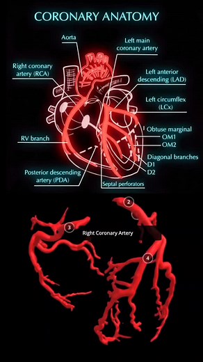🚩🫀 Coronary Anatomy: Explore this detailed diagram of the coronary arteries - Left Main Coronary Artery (LMCA) - Left Anterior Descending (LAD) Artery - Circumflex (Cx) Artery - Diagonal (D1, D2) Arteries - Obtuse Marginal (OM1, OM2) Arteries - Septal (S1, S2) Branches. #Cardiology #HeartHealth #MedicalEducation #CoronaryArteries #Anatomy #HeartAnatomy #CardiovascularHealth #MedicalStudents | Abdallah Othman