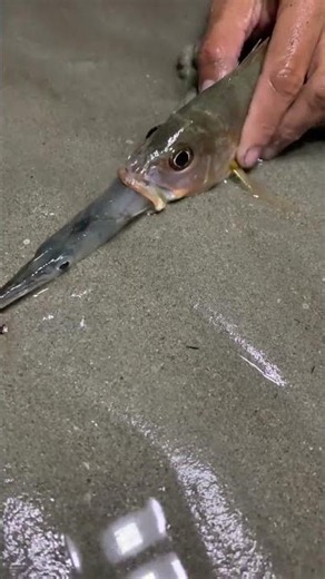 Amazing Fish-to-Fish Trick on the Beach! 🐟😱