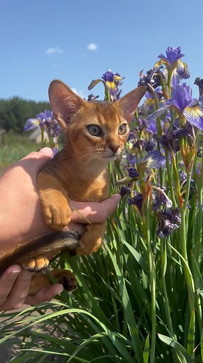 7.8K views · 1.8K reactions | Abyssinian kittens are very cute and graceful #abyssinian #abyssiniancat #abyssiniancats #abyssiniankitten #abyssinianruddy #abyssinianruddykittens #abyssinianblue #abyssinianfawn #abyssiniansorrel | Ольга Голопятина | Facebook