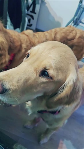 danieljarosz26 (@daniel.jarosz80)’s videos with Your dogs best friend - Brian Frazier