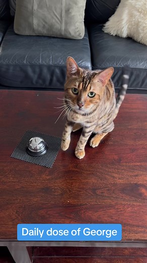George the Bengal Cat Bell Training Video