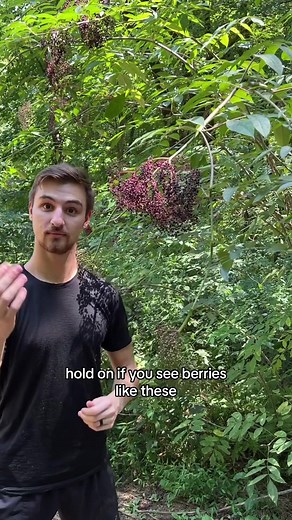 Some people regard Pokeweed berries (Phytolacca americana) as a lookalike, but if you can recognize the compound leaves, this won’t be an issue! Another reason why it’s important to identify the compound leaves is to see that the arrangement is opposite. If you can’t do that, a more likely mistake would be Devil’s Walking Stick (Aralia spinosa), which has very similar berry clusters. Not confident in spotting compound leaves and leaf arrangement? No problem! I have a entire FREE Tree & Shrub ID 