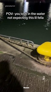 7.2K views · 29 reactions | Look at this distinguished gentleman. | Mamamia | Facebook