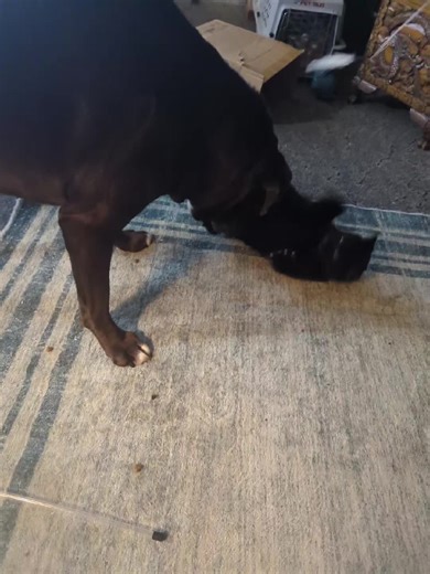 David Campbell (@david.campbell2349)’s videos with original sound - David Campbell