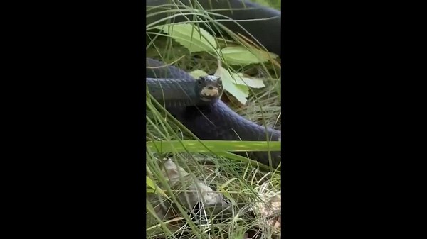 Northern Black Racer Spotted at Blackwater National Wildlife Refuge