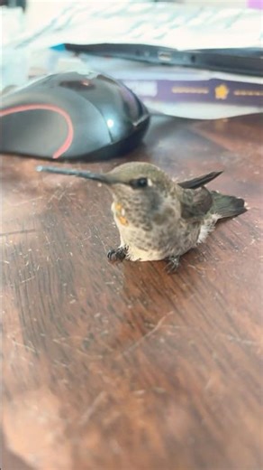 Meet Pixie, our temporary child 💕