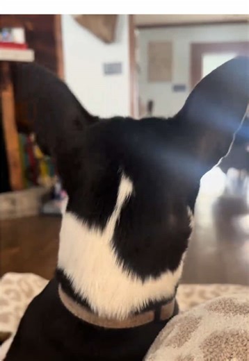 BB is by far the strangest dog I’ve ever owned or met 😂 #basenji are a strange breed but she sure is a good dog, unless you’re a pair of underwear or a paper towel roll. The African barkless dog is one with many quirks #dogsoftiktok #purebred