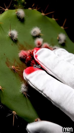 Carmine, often used in red lipsticks is a pigment derived from the crushed female cochineal insect (Dactylopius coccus). It takes approximately 70,000 to 100,000 insects to produce just one pound of the colorant