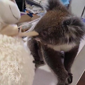 Attention Morphett Vale, South Australia residents 🏡. Have you seen my mum 👩‍🍼??? We have just picked up baby Tay Tay from Taylor's Avenue 🛣 and couldn't spot any other koalas 🐨 nearby. She clearly doesn't approve of her pretend mum 🧸 so we would love to find her real mum. Please keep an eye 👁 out if you are in the area and call ☎️ us on 0435 056 252 if you find adult koala nearby. | Southern Koala and Echidna Rescue Ltd