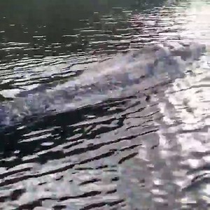TOO CLOSE FOR COMFORT: An Australian man found himself competing for river space while out fishing with a rather large crocodile keeping pace with his boat. https://abcn.ws/2DXnZ0Y | ABC World News Tonight with David Muir