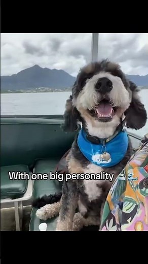 Meet Archie 🐾 4-year old Bernedoodle living in Hawaii in for a big surprise 🐶👀