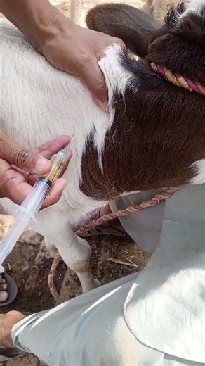 Deep Intramuscular injection for hyperthermia #viralshortvideo #cow #animals #farmer #rescue #foryou